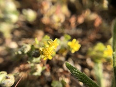 Eriophyllum multicaule