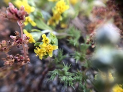 Eriophyllum multicaule