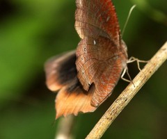 Elymnias obnubila