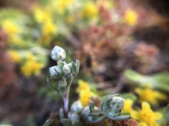 Stylocline gnaphaloides