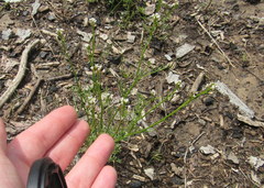 Cardamine parviflora