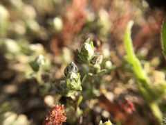 Stylocline gnaphaloides