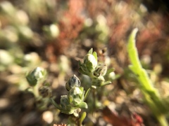 Stylocline gnaphaloides