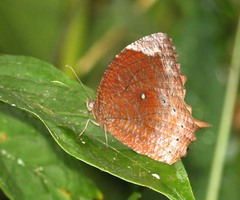 Elymnias obnubila
