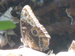 Morpho helenor narcissus