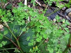 Corydalis ochotensis