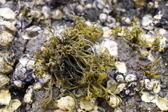 Psilophycus alveatus