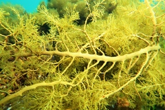 Cystophora moniliformis