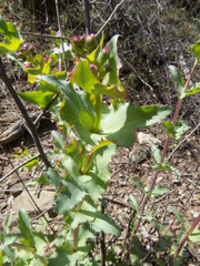 Penstemon pseudospectabilis