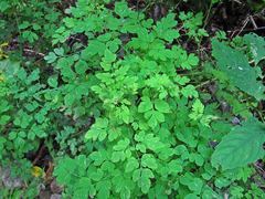 Corydalis ochotensis