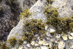 Psilophycus alveatus