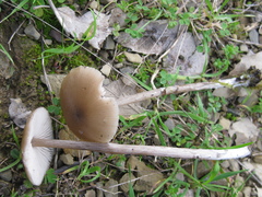 Entoloma hebes