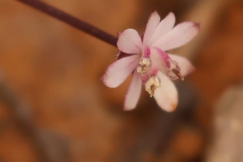 Xanthosia collina