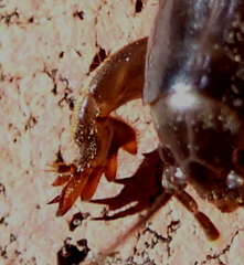 Gryllotalpa pluvialis