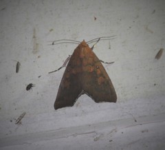 Rusicada nigritarsis