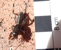 Gryllotalpa pluvialis