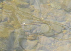 Fundulus olivaceus
