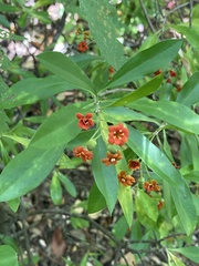 Bonellia macrocarpa image