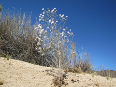 Stephanomeria exigua