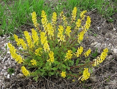 Corydalis speciosa
