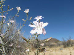 Stephanomeria exigua