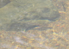 Luxilus chrysocephalus