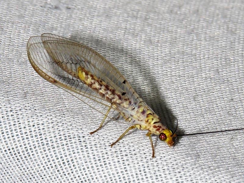 Italochrysa rufostigma