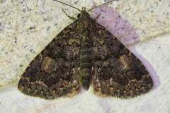 Metalectra miserulata