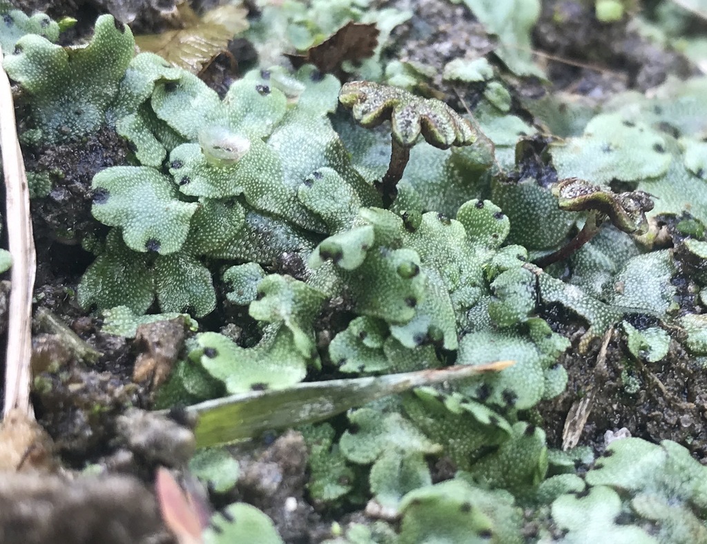 Marchantia inflexa