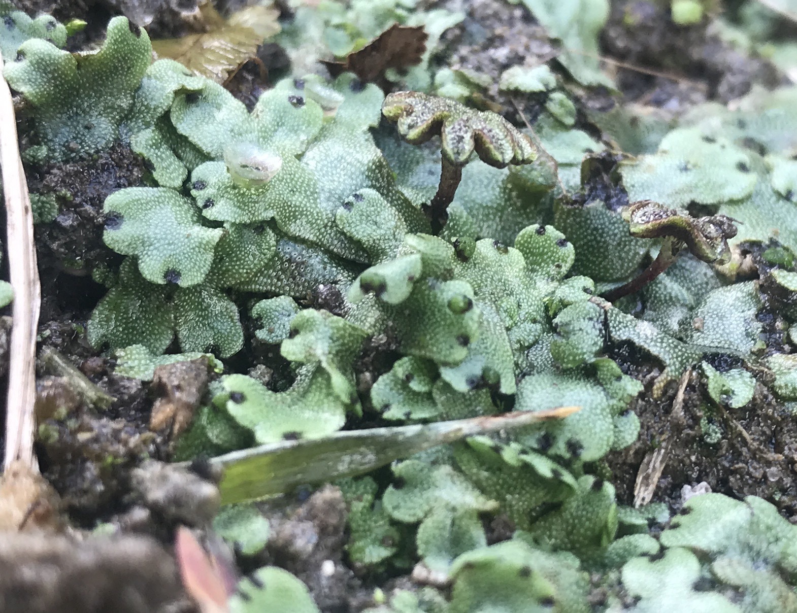 Marchantia inflexa