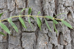 Aspidosperma quebracho-blanco