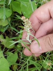 Gamochaeta antillana