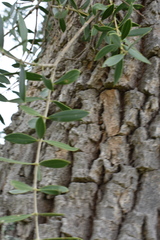 Aspidosperma quebracho-blanco