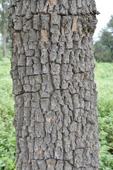 Aspidosperma quebracho-blanco