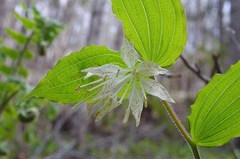 Prosartes maculata
