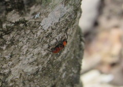 Enoclerus ichneumoneus