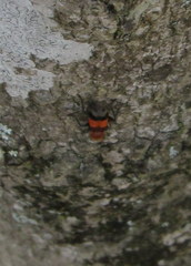 Enoclerus ichneumoneus