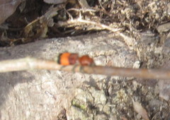 Enoclerus ichneumoneus