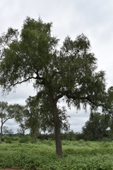 Aspidosperma quebracho-blanco