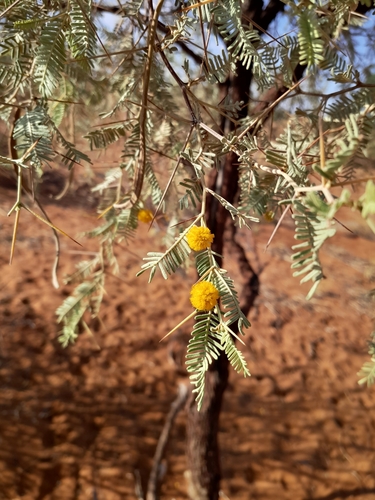 Image of Vachellia haematoxylon by no rights reserved