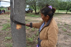 Aspidosperma quebracho-blanco