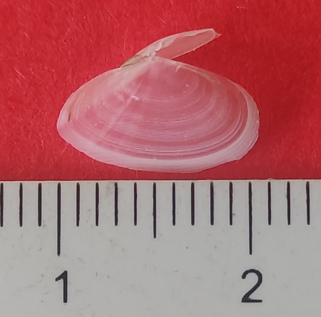 Oudardia compressa