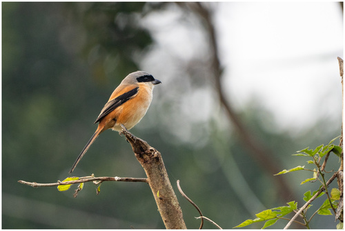 Long-tailed Shrike