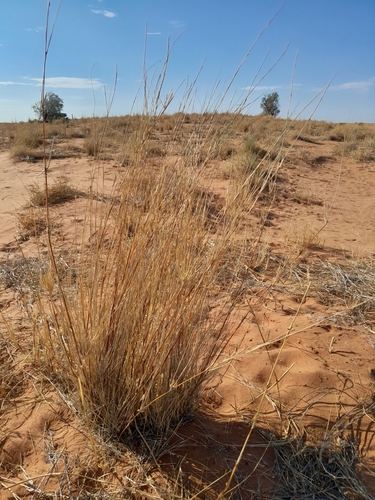 Image of Stipagrostis amabilis by no rights reserved