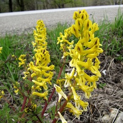 Corydalis speciosa