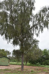 Aspidosperma quebracho-blanco