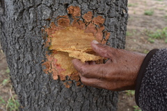 Aspidosperma quebracho-blanco