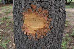 Aspidosperma quebracho-blanco