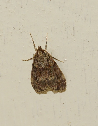 Little grey, Bennekom, Nederland, photo 5 of 10