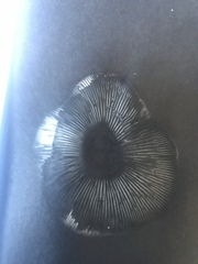 Tricholomopsis scabra